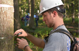 student measuring a tree